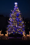 A tree lit up at night