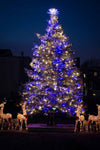 A tree lit up blue outside
