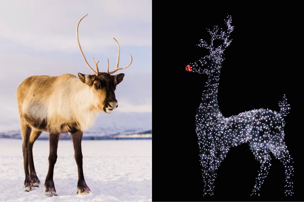 How Did Reindeer Become Associated With Christmas?