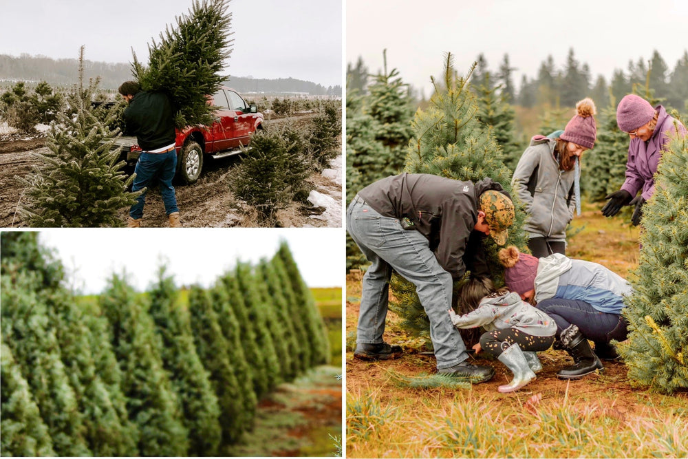 Christmas Tree Farm - Row of Evergreen Trees, Cutting Your Own Christmas Tree, Loading A Tree on Truck
