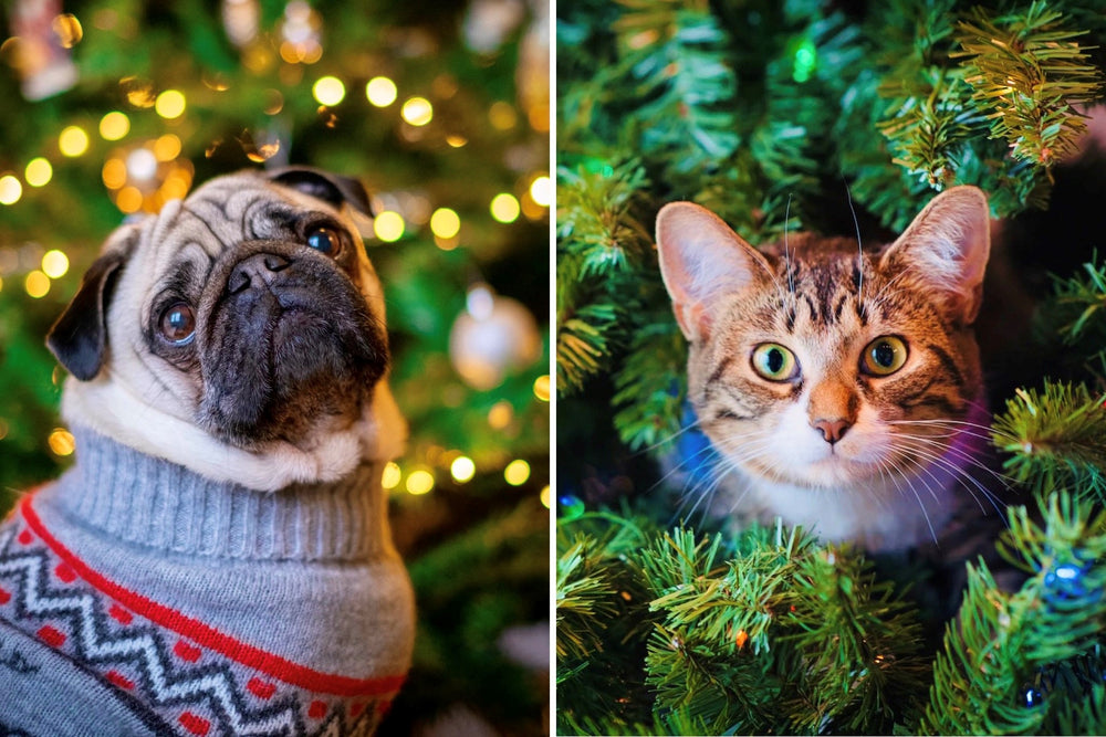 Split holiday image of a dog in an ugly christmas sweater in front of a brightly lit Chrstmas Tree and a curious cat stuck in an artificial Christmas Tree