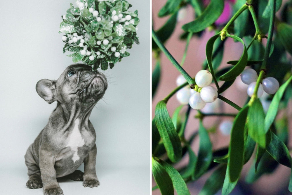 Cute Dog Standing Under Mistletoe / Close-Up of White Berries on Mistletoe - Christmas Tradition