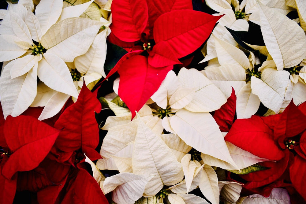 Red Poinsettias and White Poinsettias Mixed Together For Colorful Holiday Decor This Christmas 