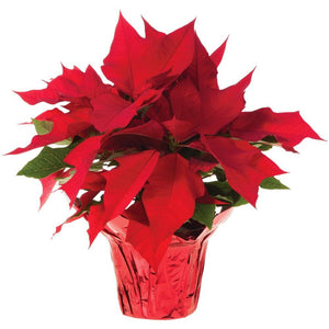 Real Red Poinsettia - Real Red Poinsettia - Rent-A-Christmas - Rent-A-Christmas