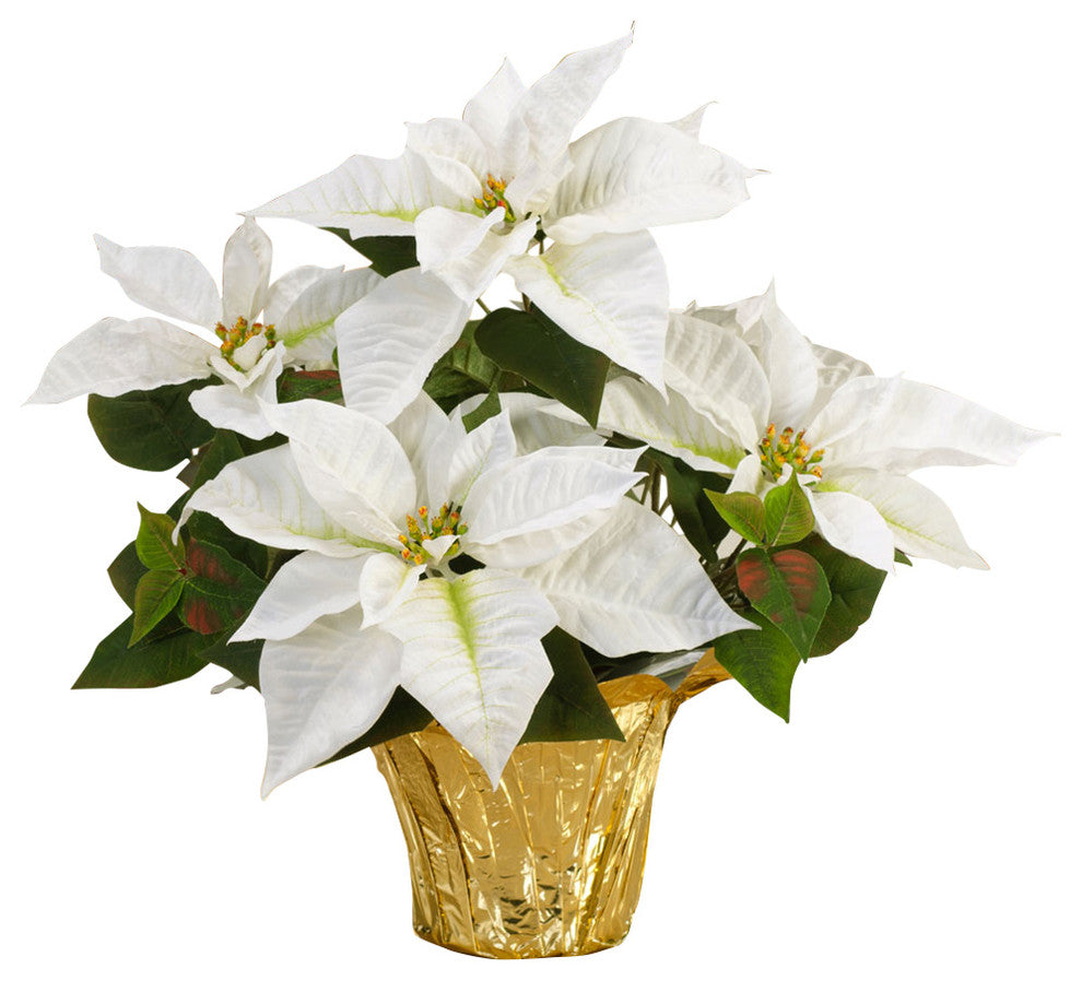 Real White Poinsettia - Real White Poinsettia - Rent-A-Christmas - Rent-A-Christmas